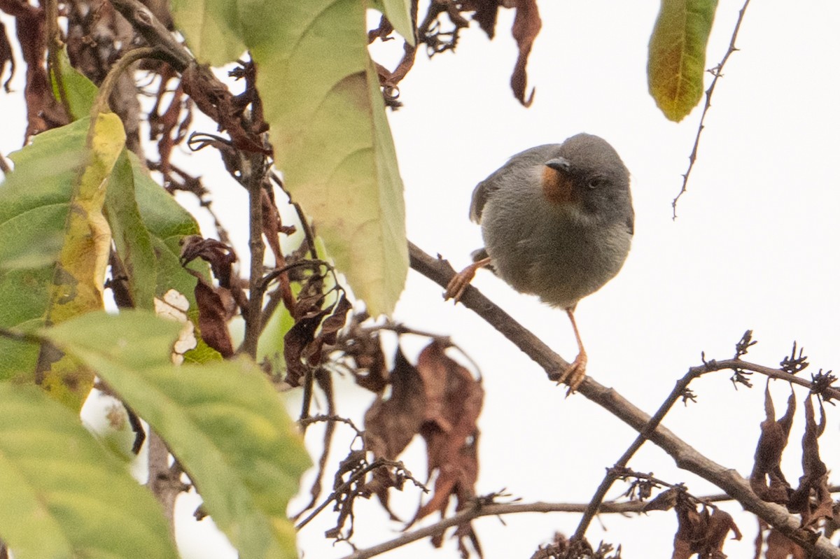 brunstrupeapalis - ML641987679