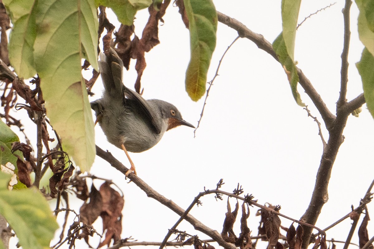 Chestnut-throated Apalis - ML641987688