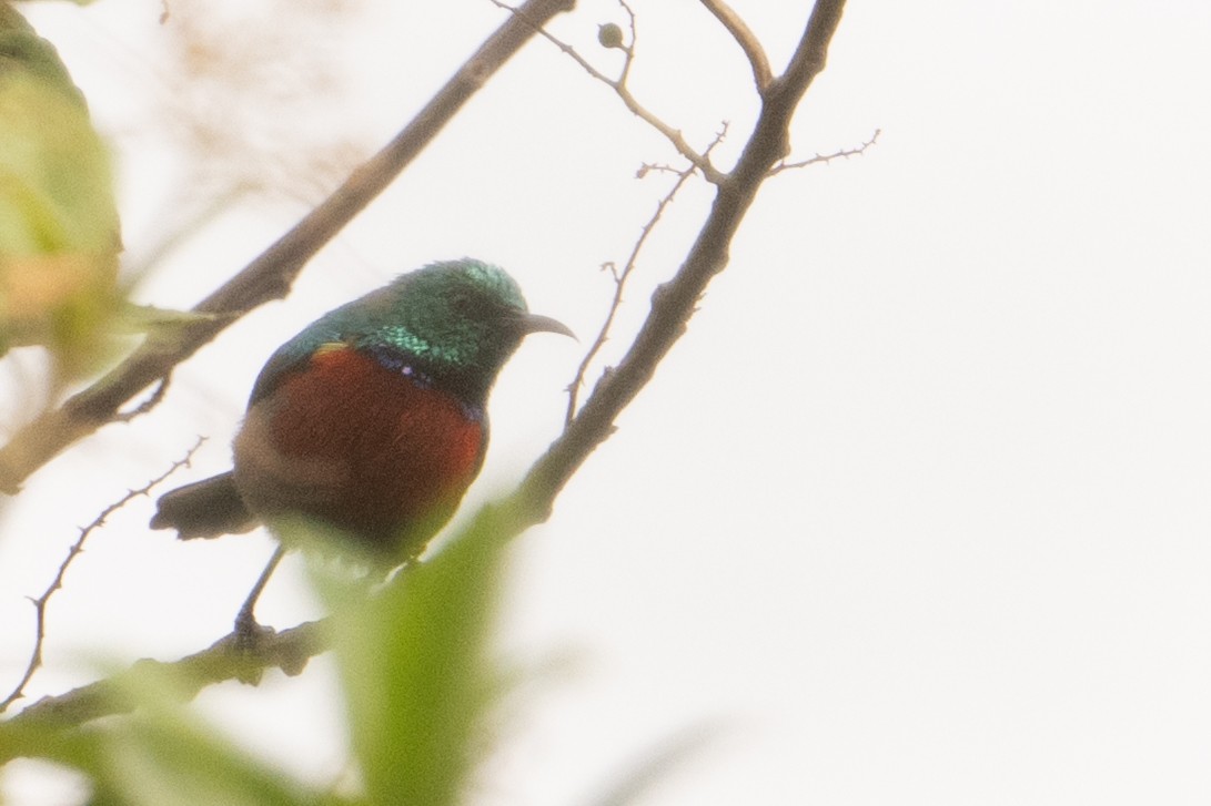 Northern Double-collared Sunbird - ML641987696