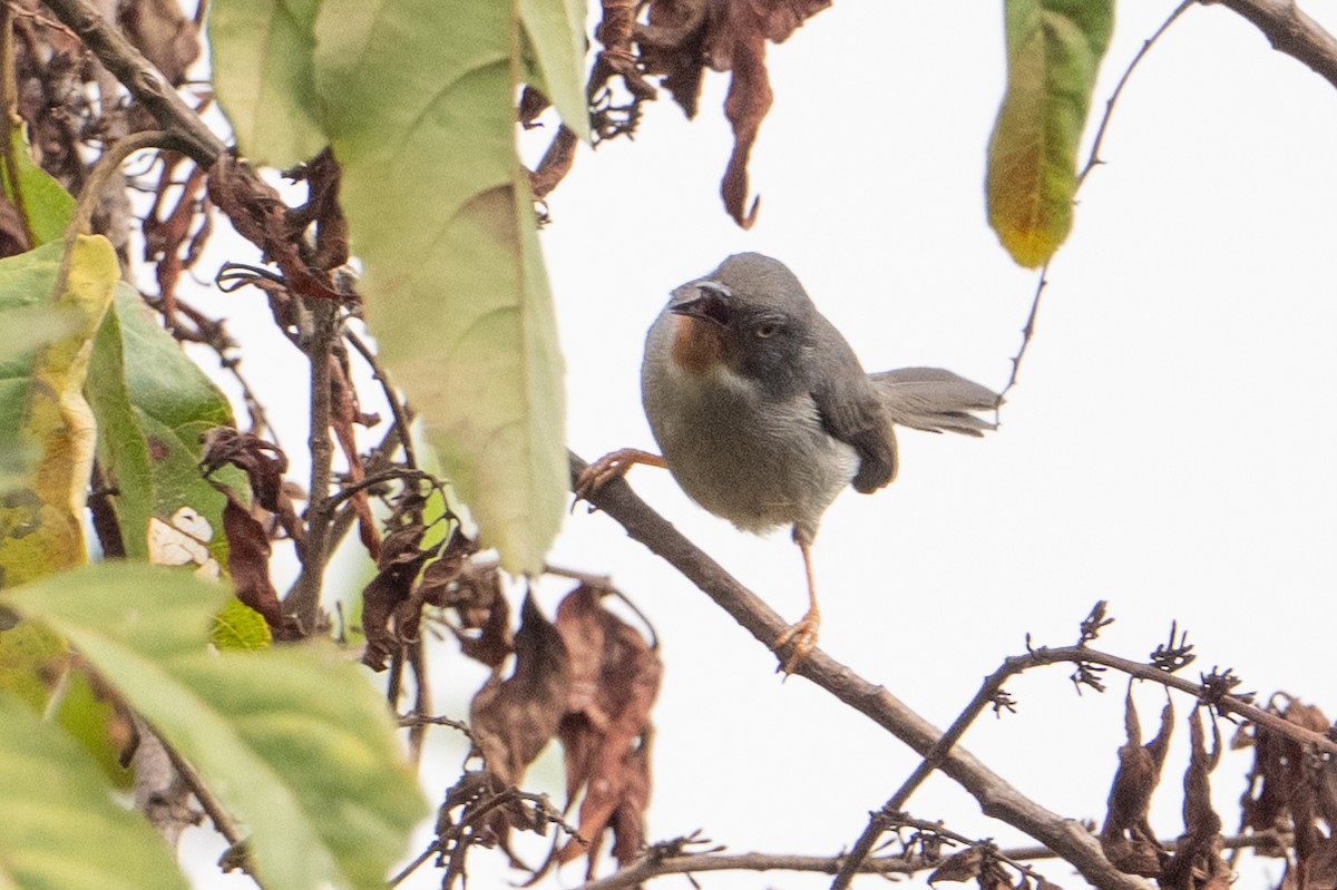 Chestnut-throated Apalis - ML641987704