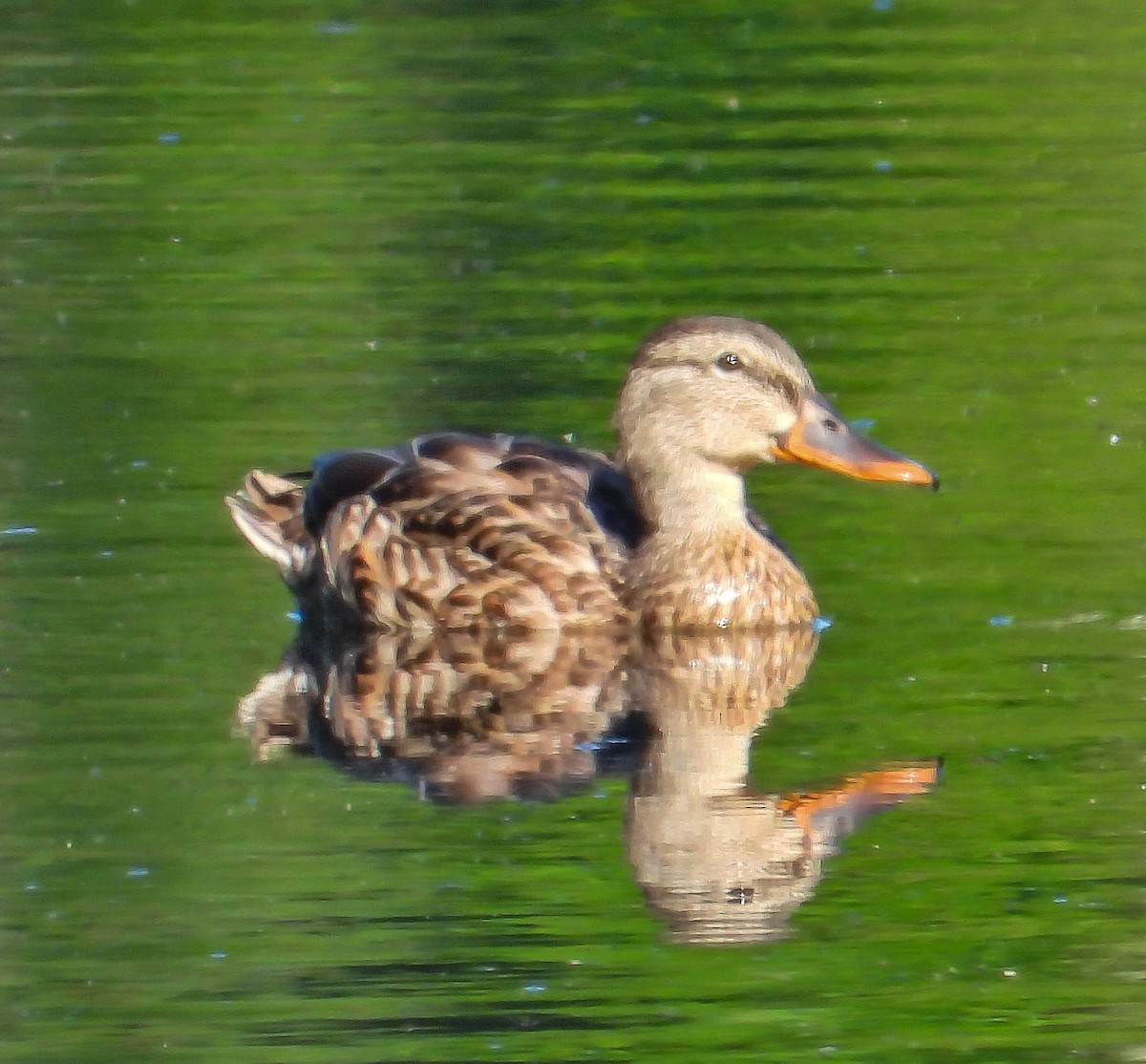 Mallard - ML641987712