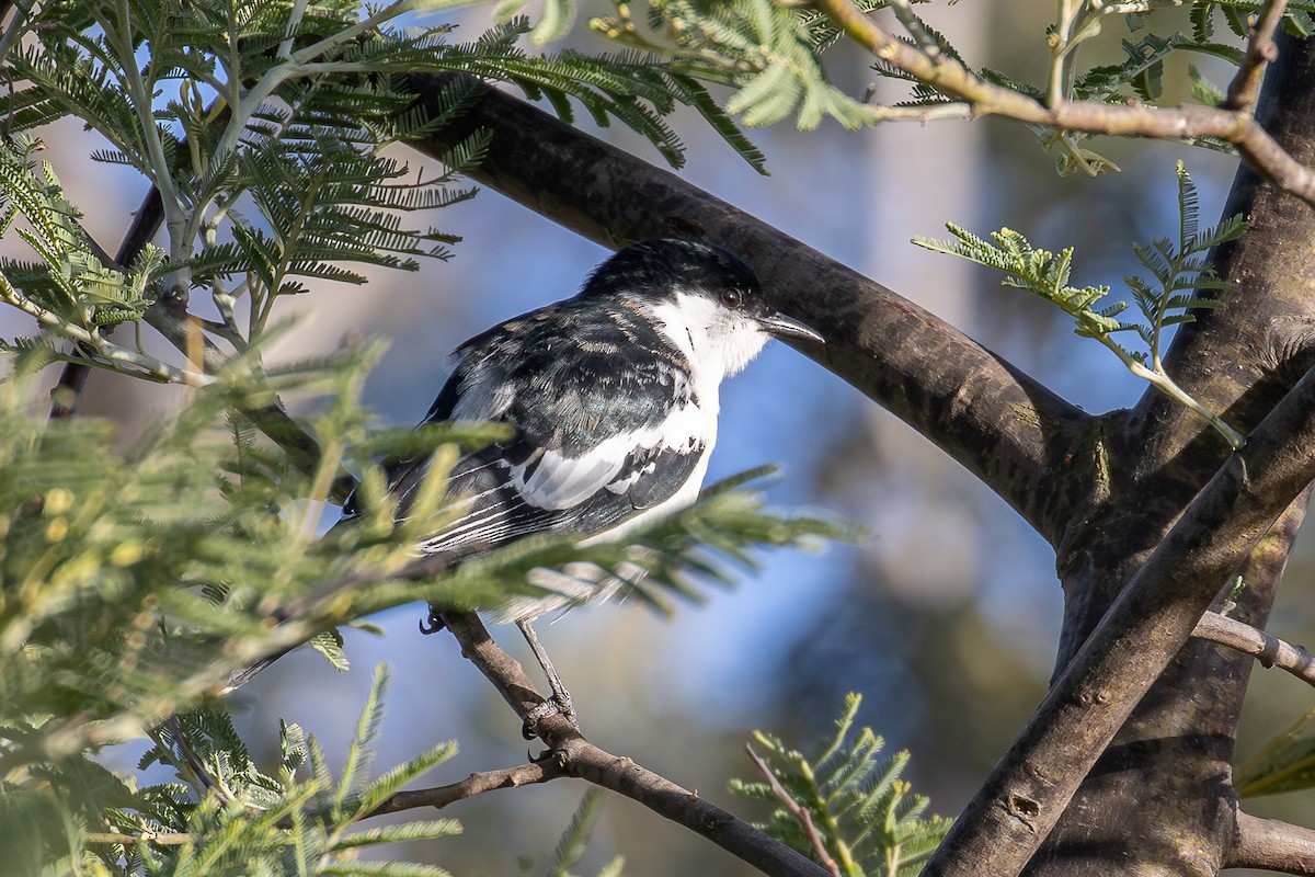 White-winged Triller - ML641987715
