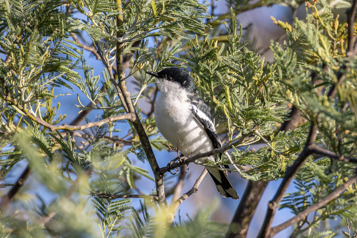 White-winged Triller - ML641987716