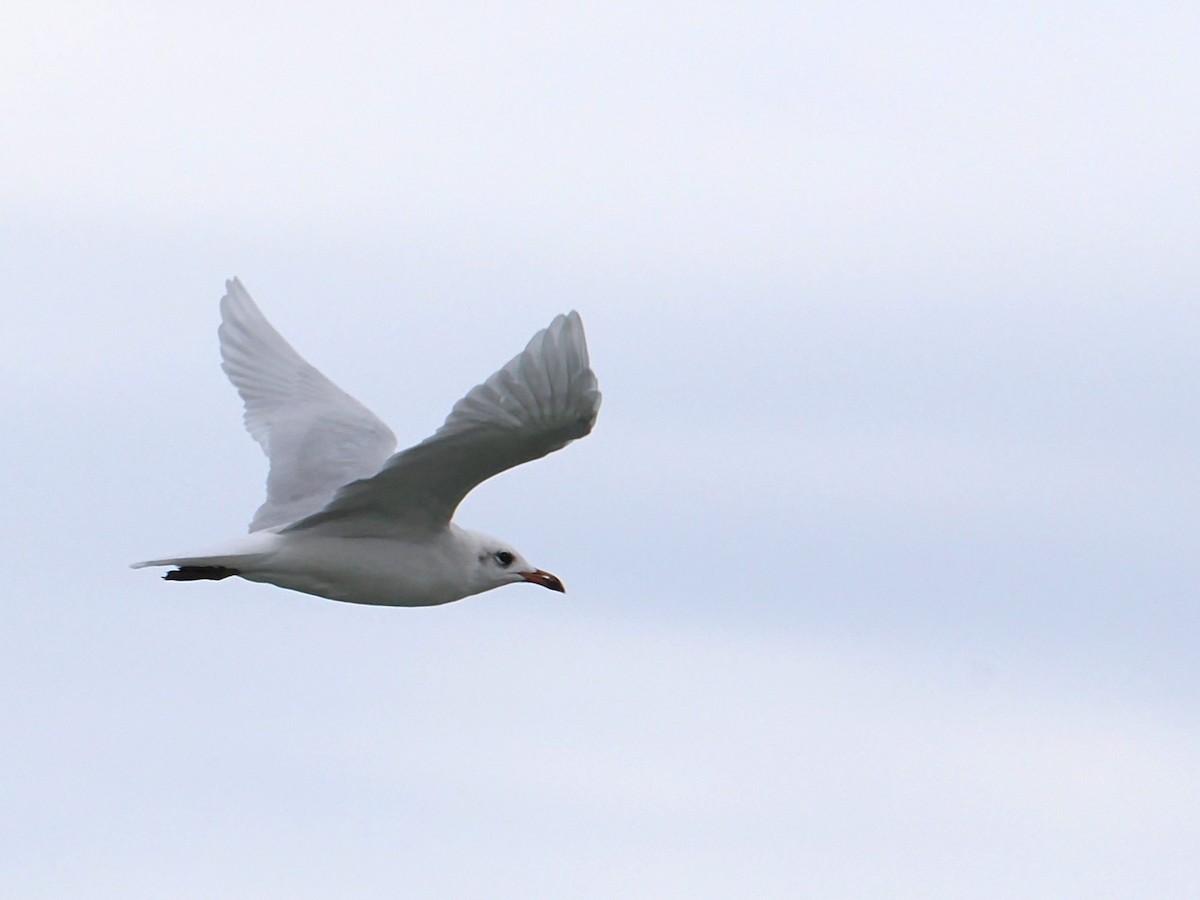 Mediterranean Gull - ML641987724