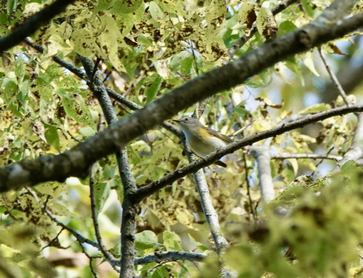 American Redstart - ML641987730