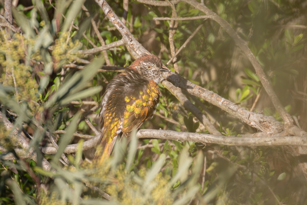 Shining Bronze-Cuckoo - ML641987732