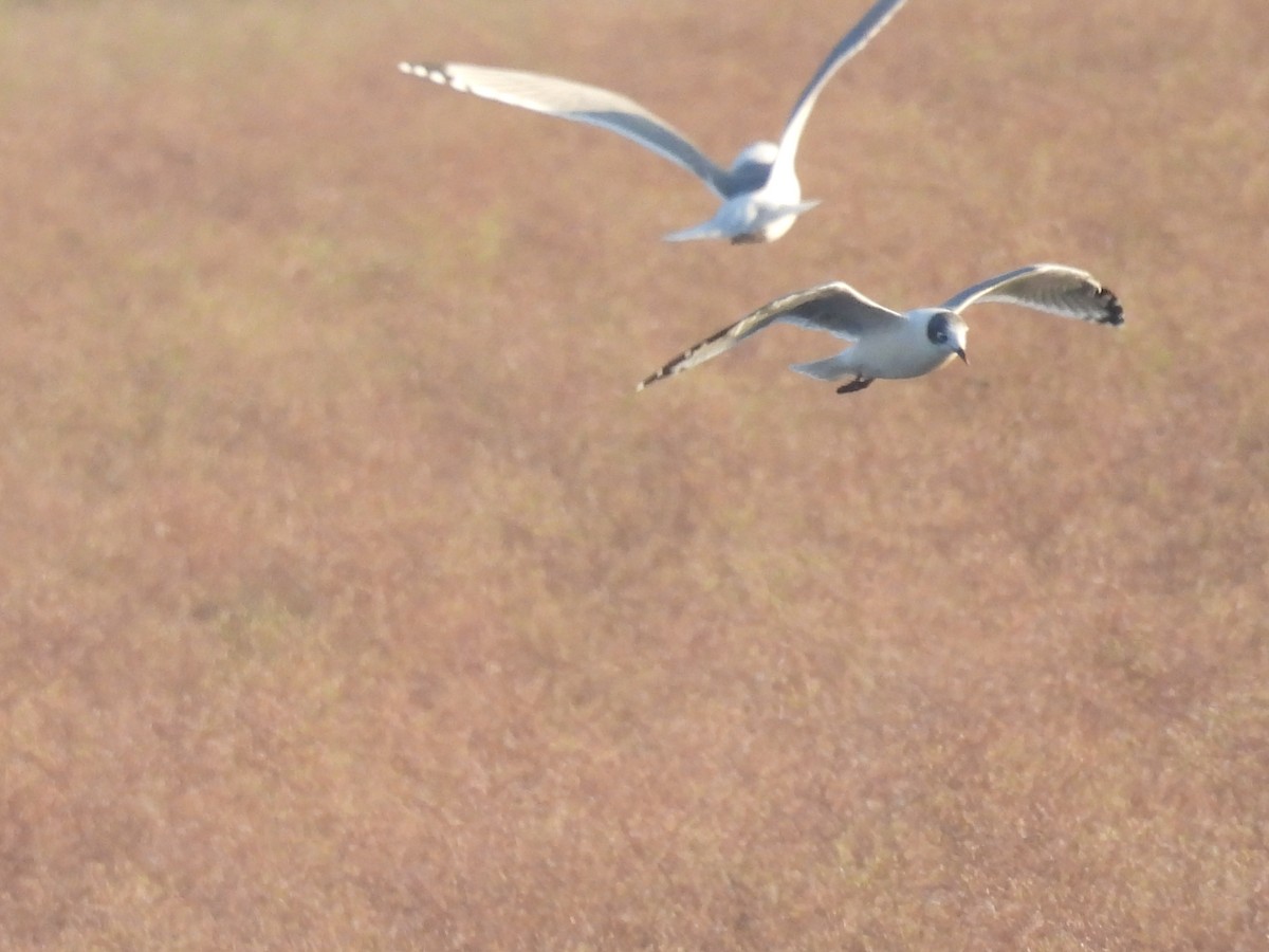 Franklin's Gull - ML641987748