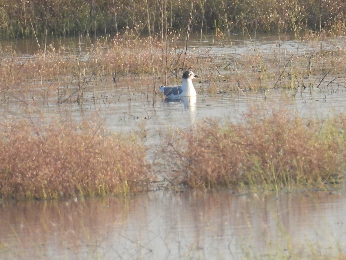 Franklin's Gull - ML641987749