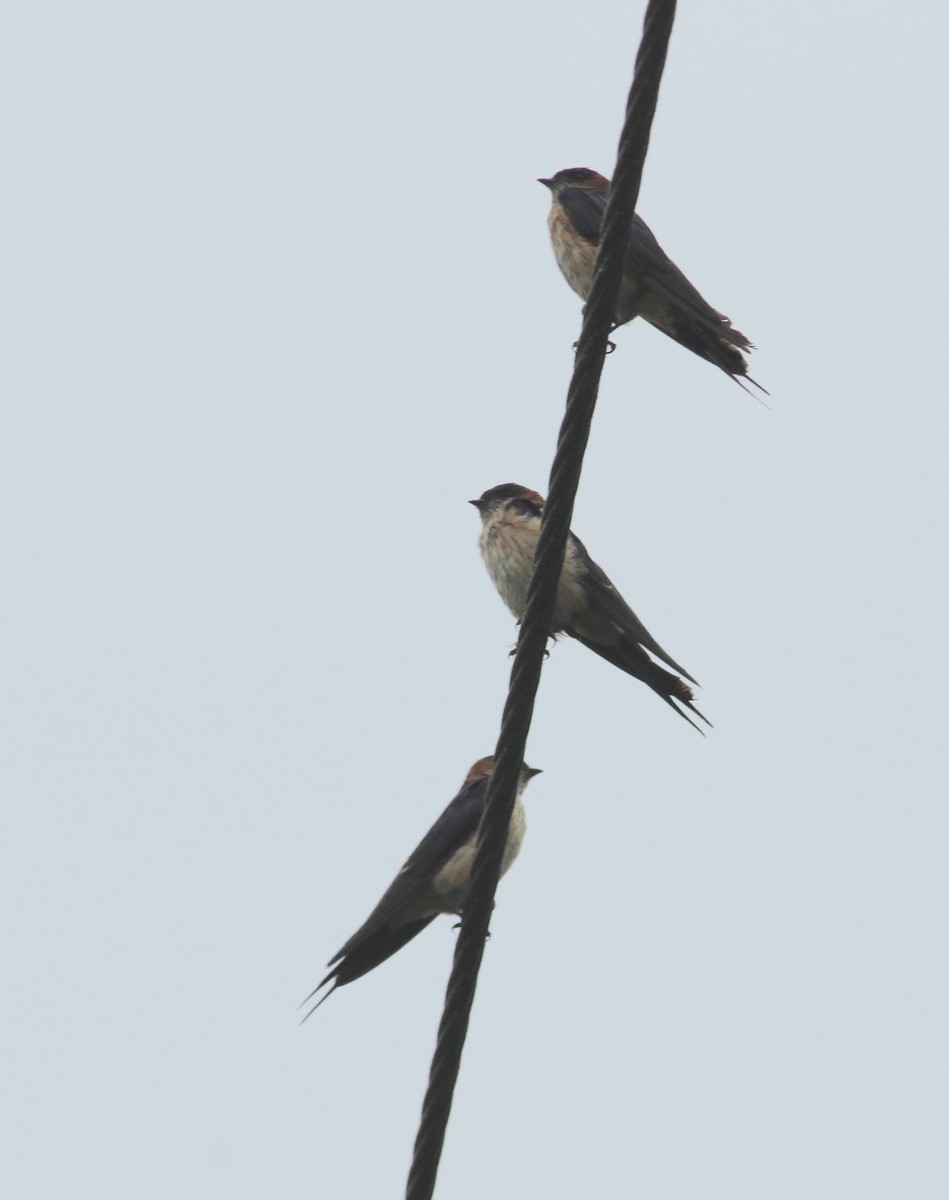 Hirondelle striolée - ML641987778