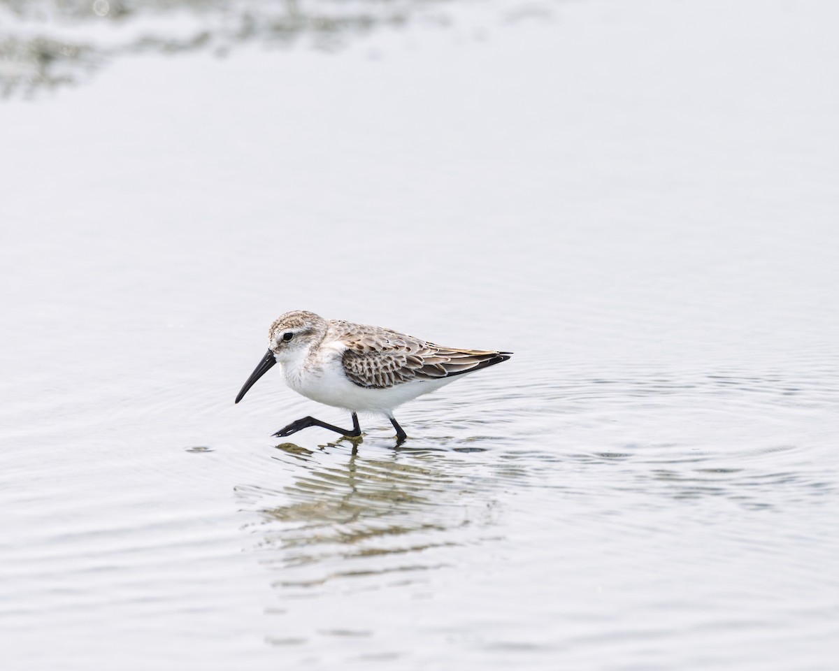 Bécasseau d'Alaska - ML641987779