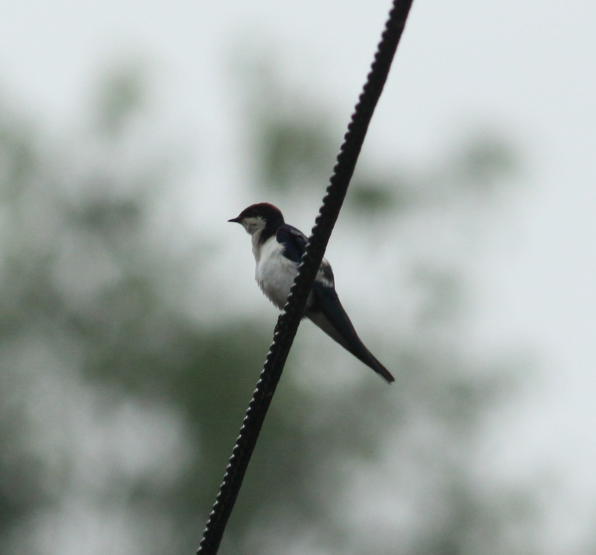 Wire-tailed Swallow - ML641987787