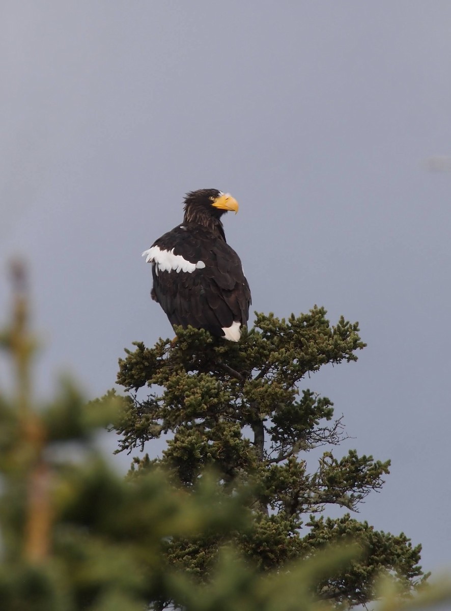Steller's Sea-Eagle - ML641987788