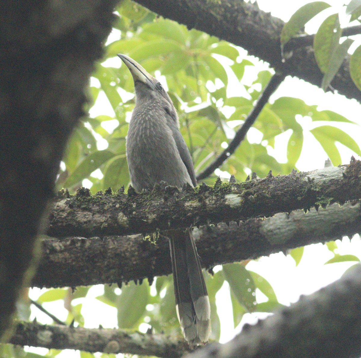 Malabar Gray Hornbill - ML641987800