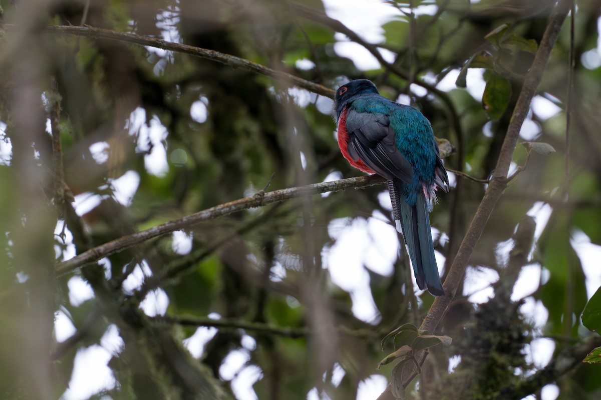 Trogon masqué - ML641987801