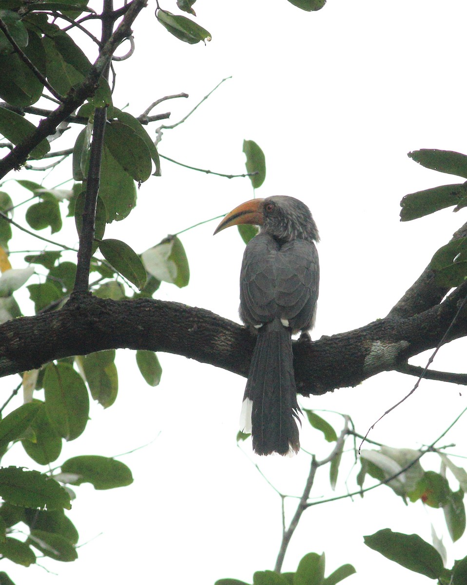 Malabar Gray Hornbill - ML641987802