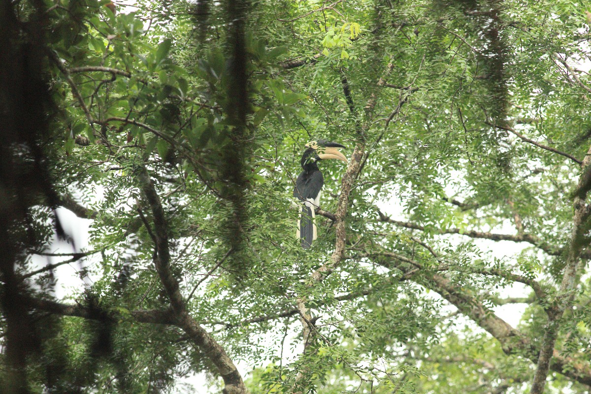 Malabar Pied-Hornbill - ML641987806