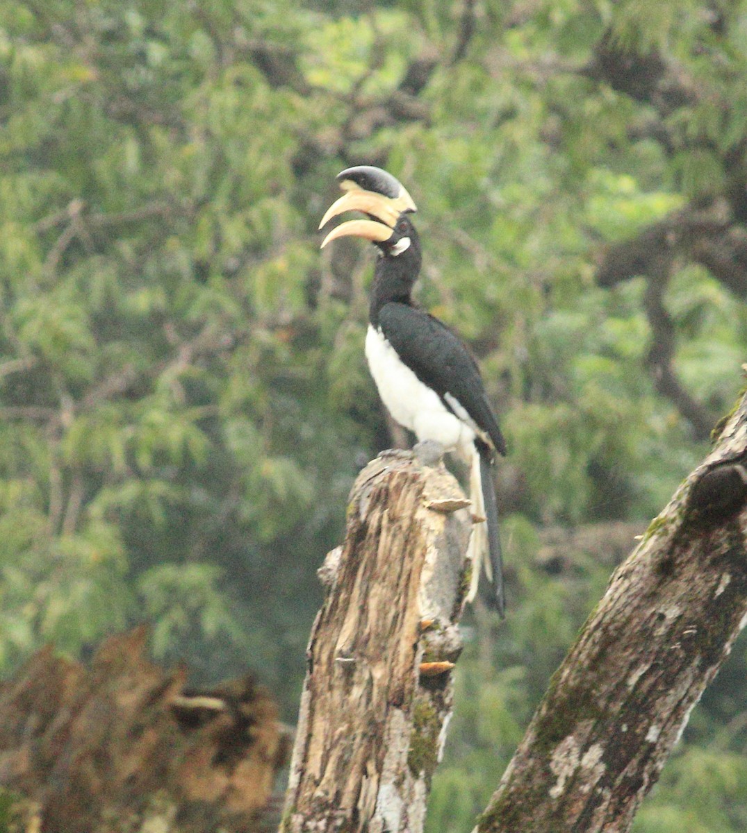 Malabar Pied-Hornbill - ML641987807
