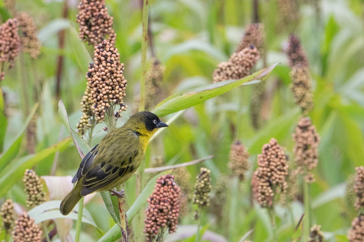 Baglafecht Weaver - ML641987812