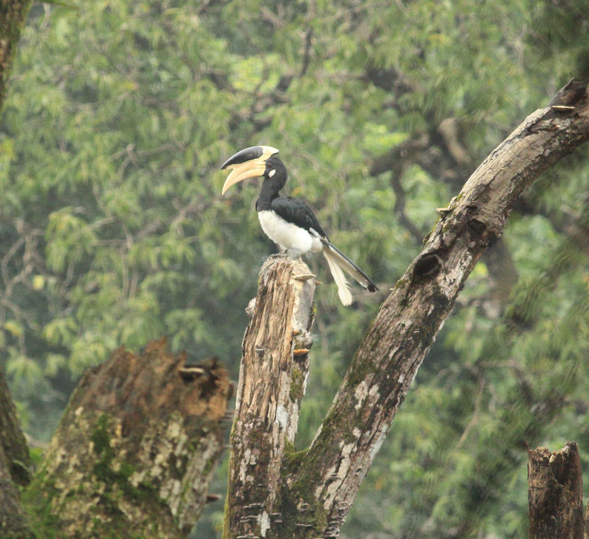 Malabar Pied-Hornbill - ML641987813