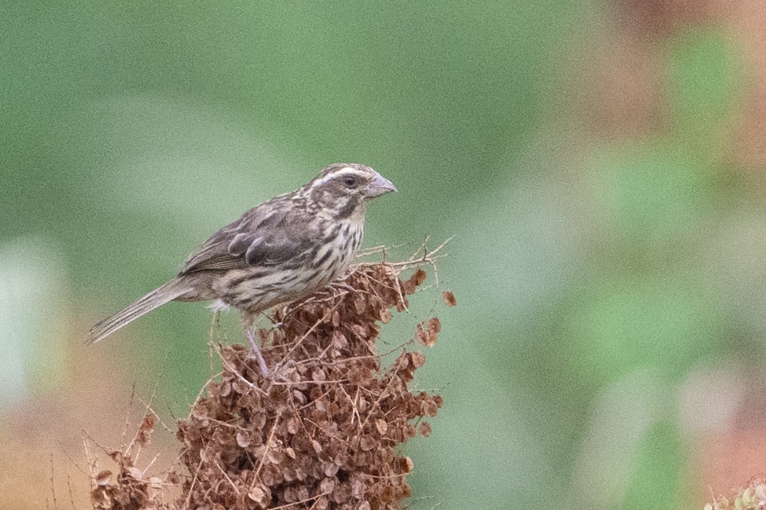 Streaky Seedeater - ML641987815