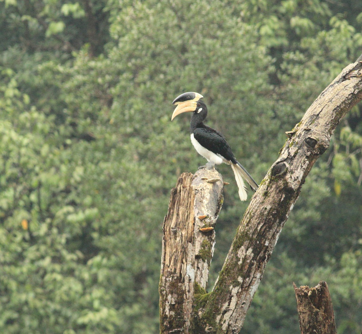 Malabar Pied-Hornbill - ML641987816