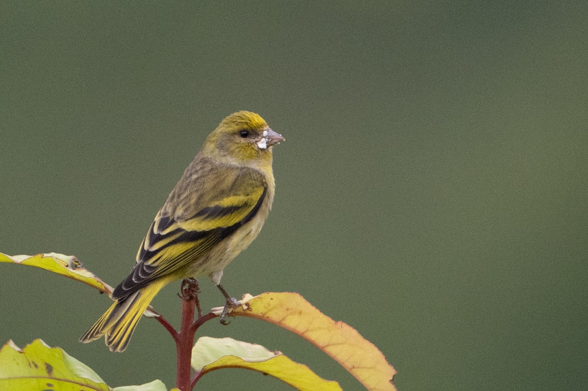 Yellow-crowned Canary - ML641987827