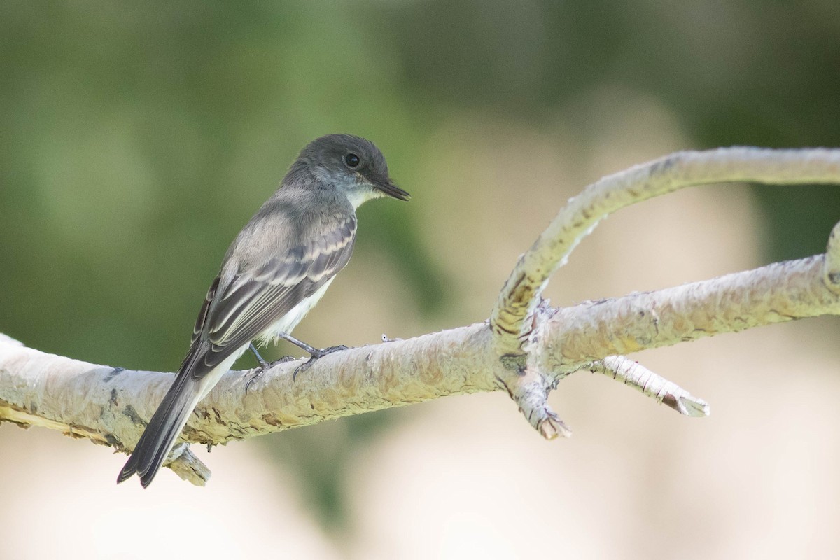Eastern Phoebe - ML641987831