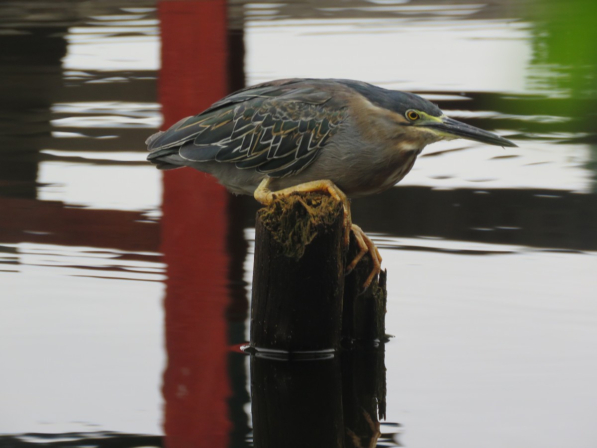 Mangrovereiher - ML641987835