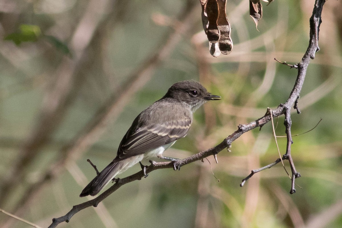 Eastern Phoebe - ML641987837