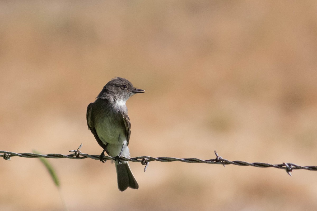 Eastern Phoebe - ML641987838