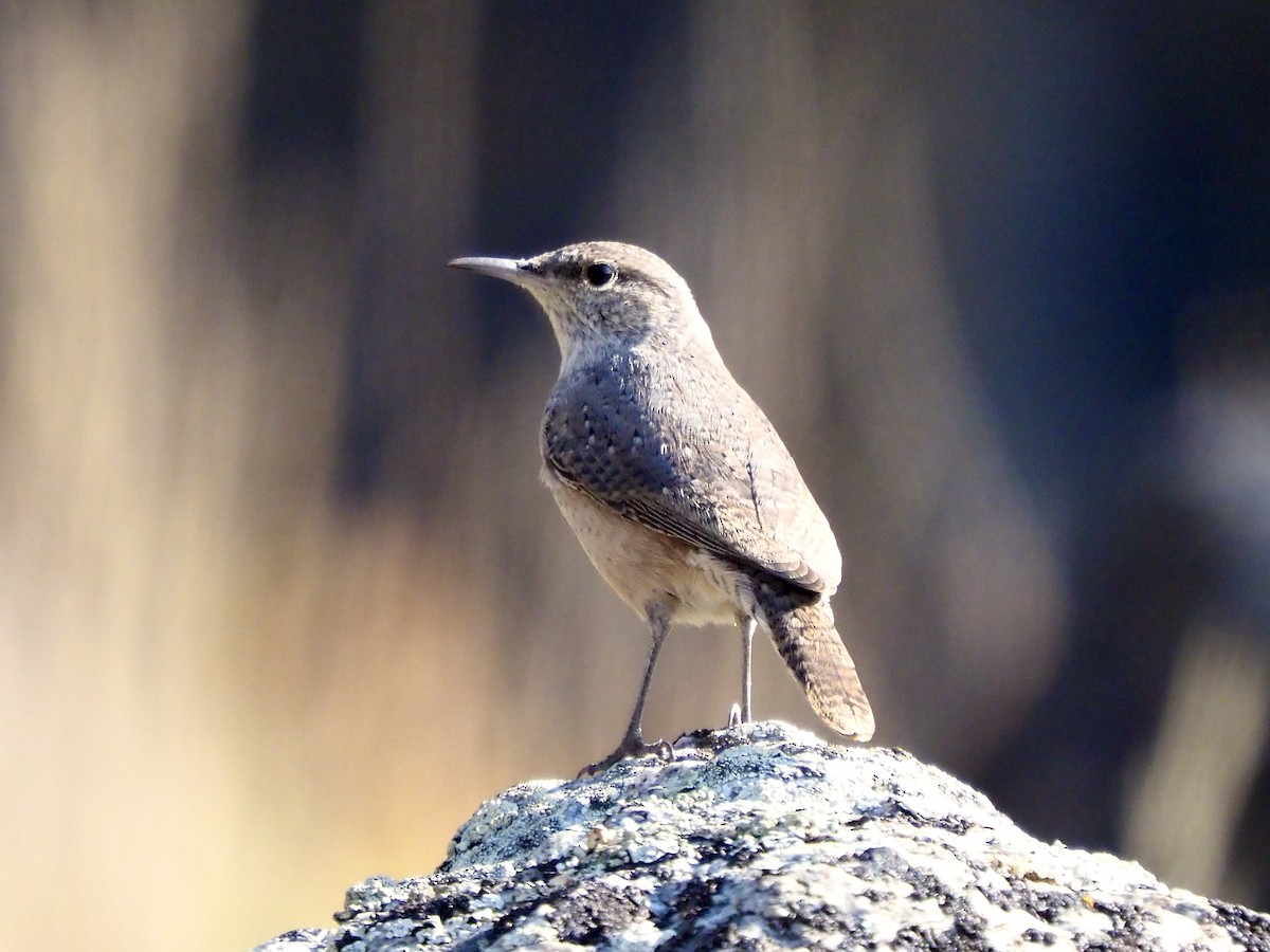 Rock Wren - ML641987841