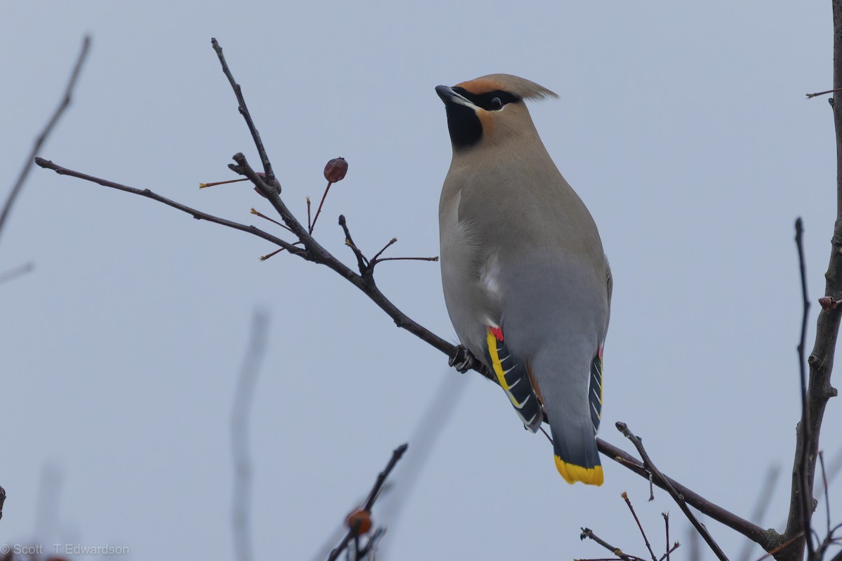 Bohemian Waxwing - ML641987843