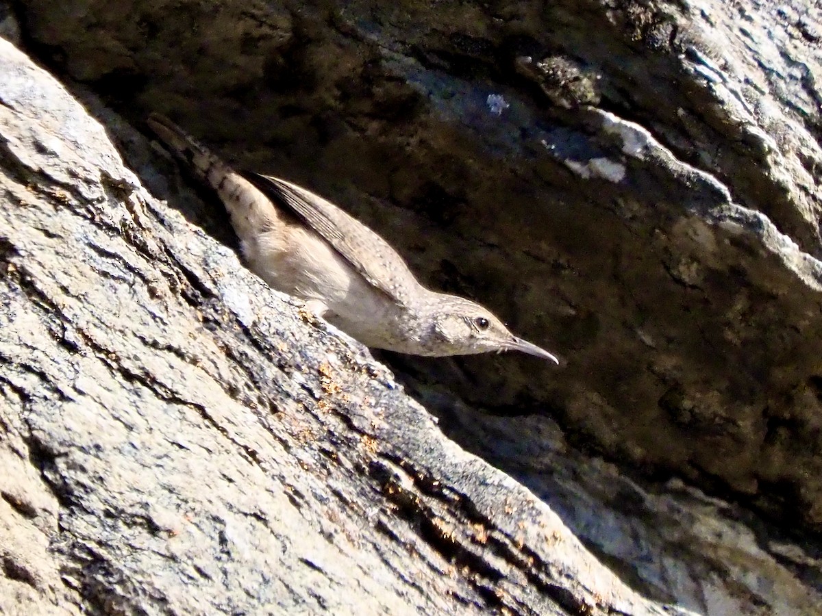 Rock Wren - ML641987863