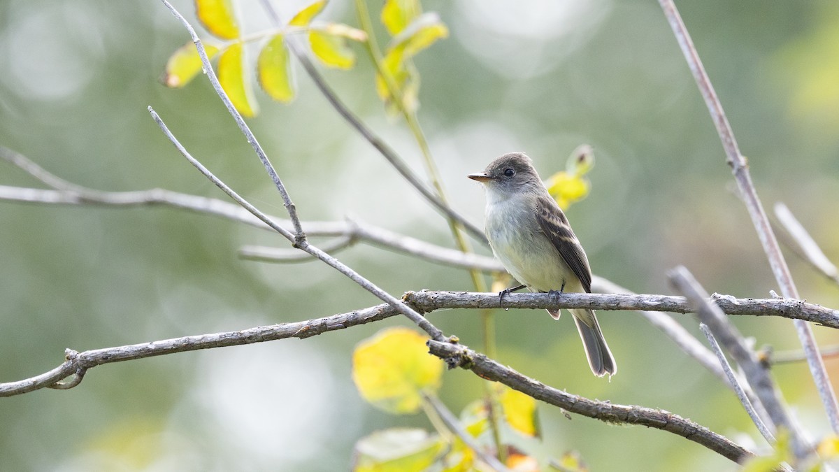 Willow Flycatcher - ML641987868