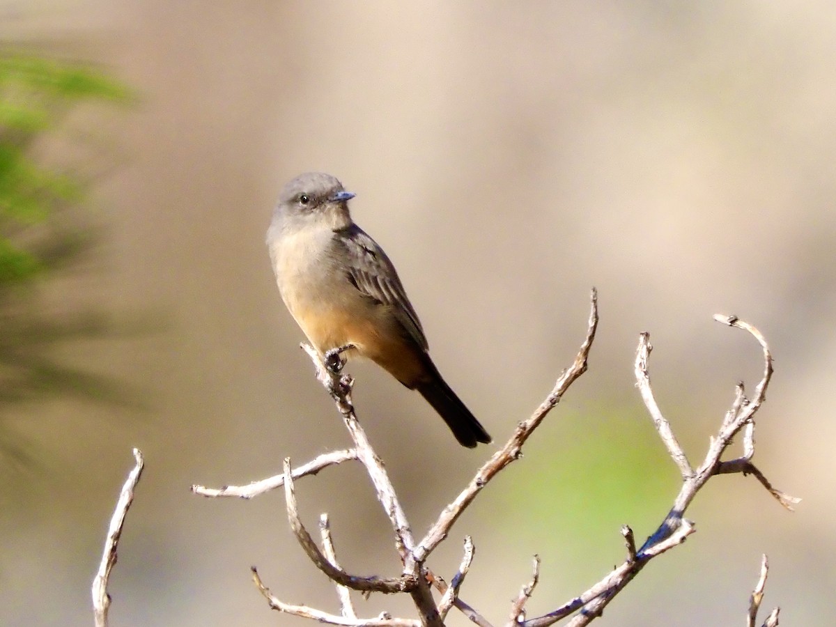 Say's Phoebe - ML641987893
