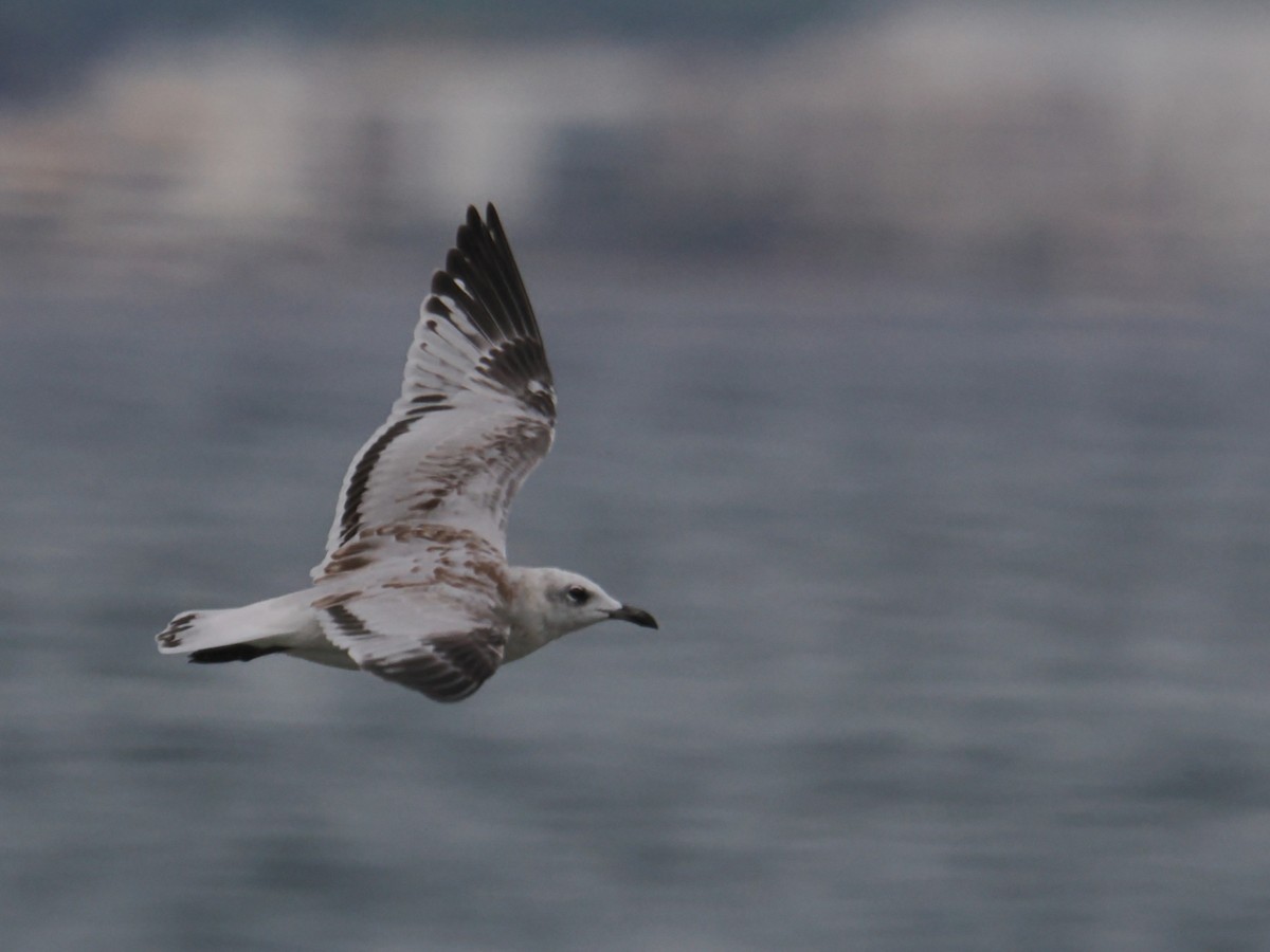 Mediterranean Gull - ML641987894