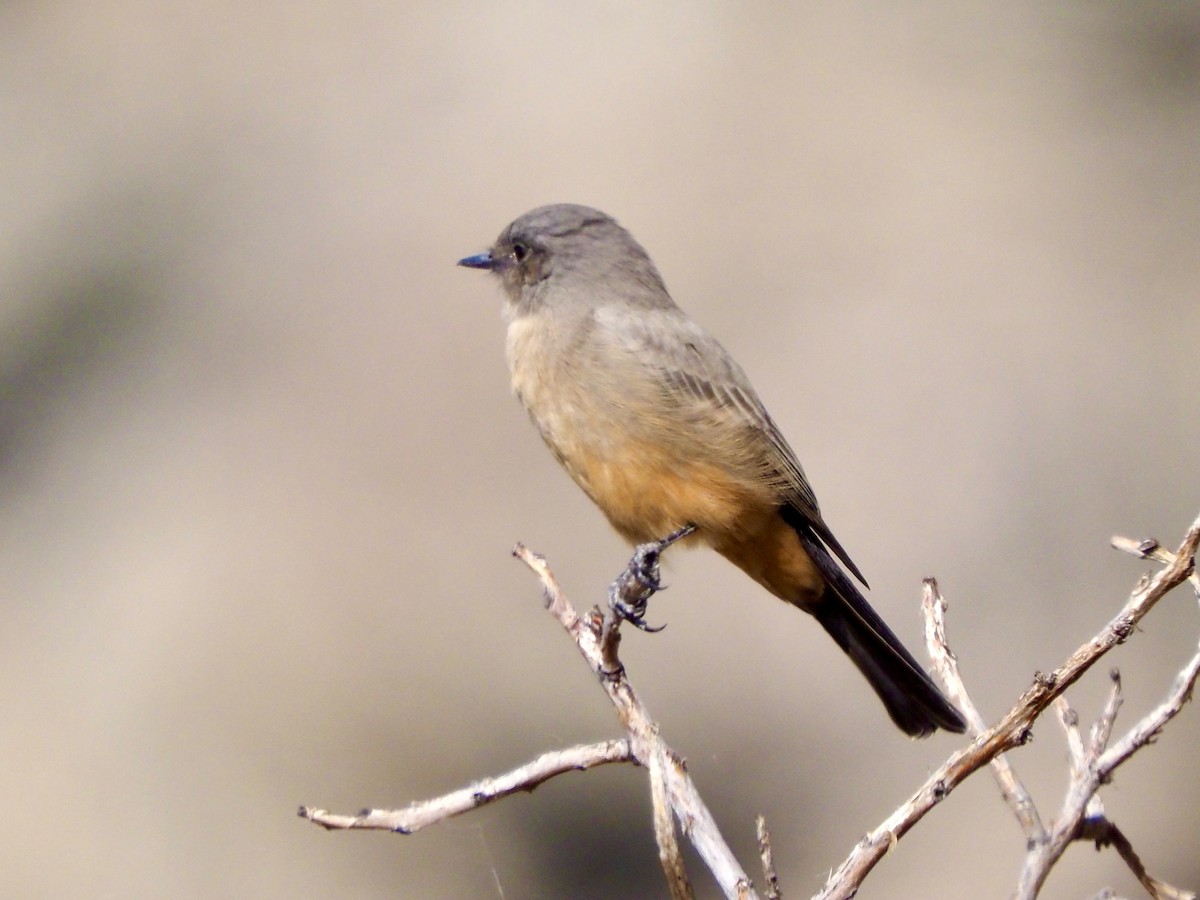 Say's Phoebe - ML641987897