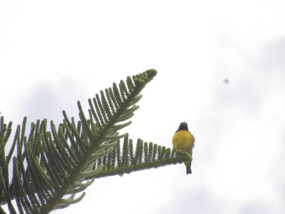 Golden-rumped Euphonia - ML641987898