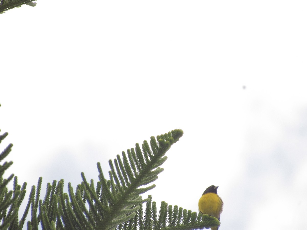 Golden-rumped Euphonia - ML641987899