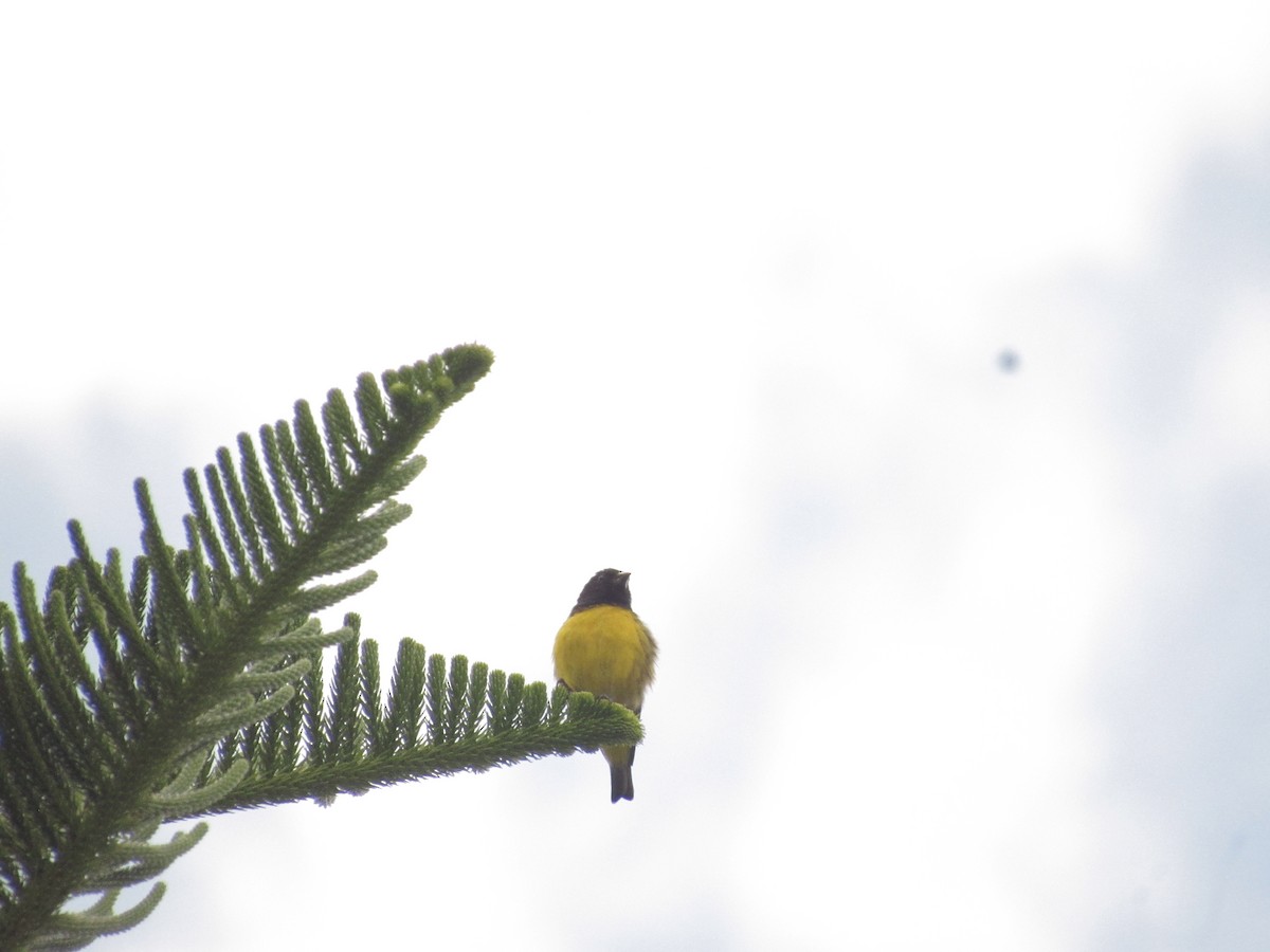 Golden-rumped Euphonia - ML641987900
