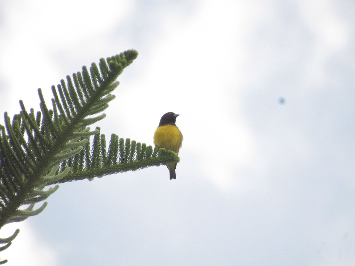 Golden-rumped Euphonia - ML641987901