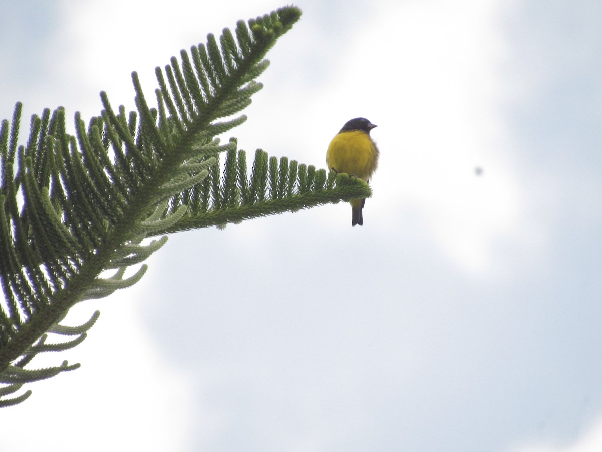 Golden-rumped Euphonia - ML641987902