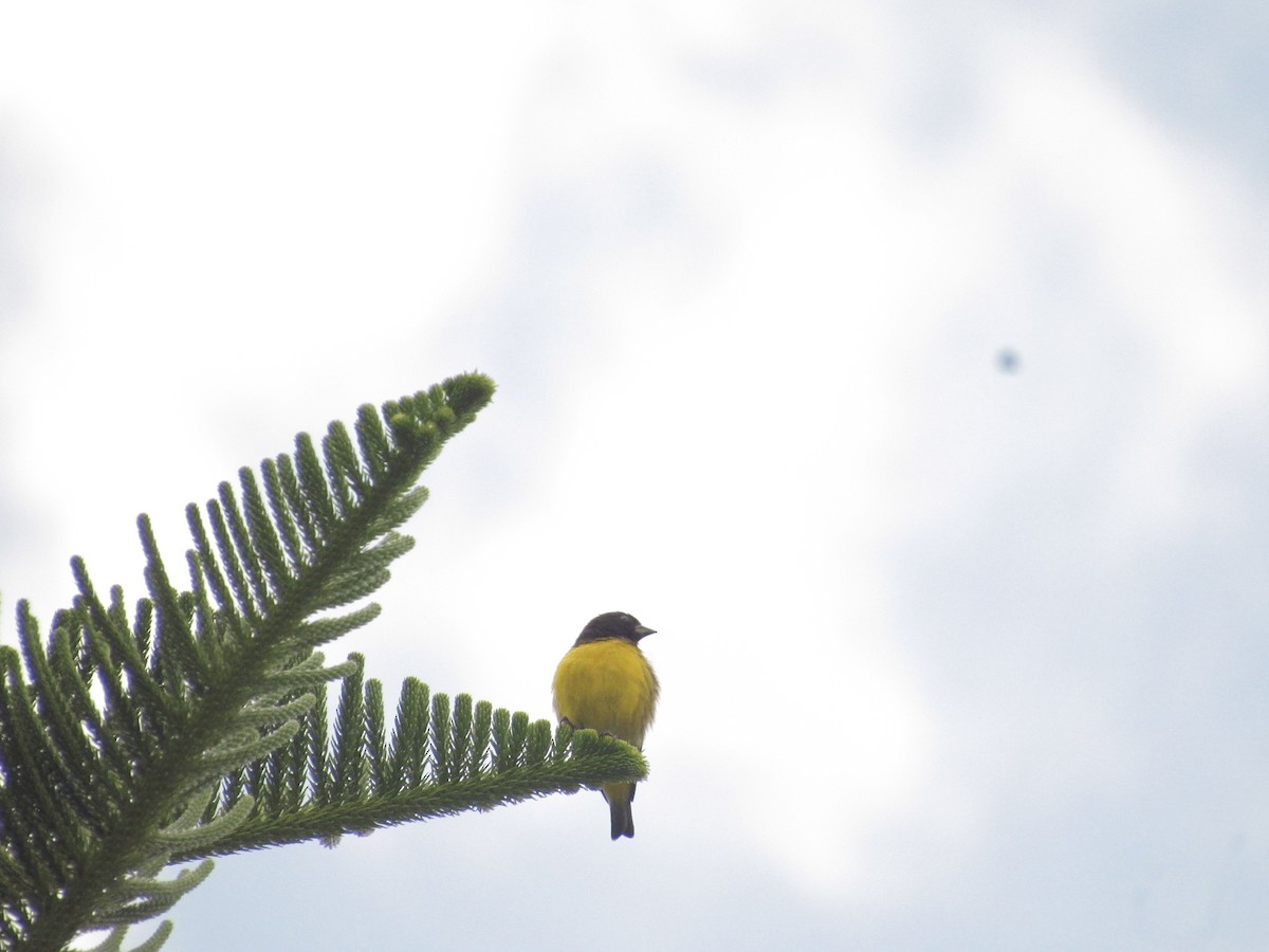 Golden-rumped Euphonia - ML641987903