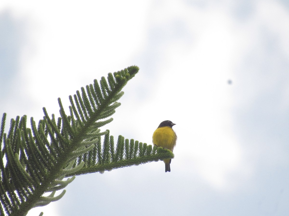 Golden-rumped Euphonia - ML641987904