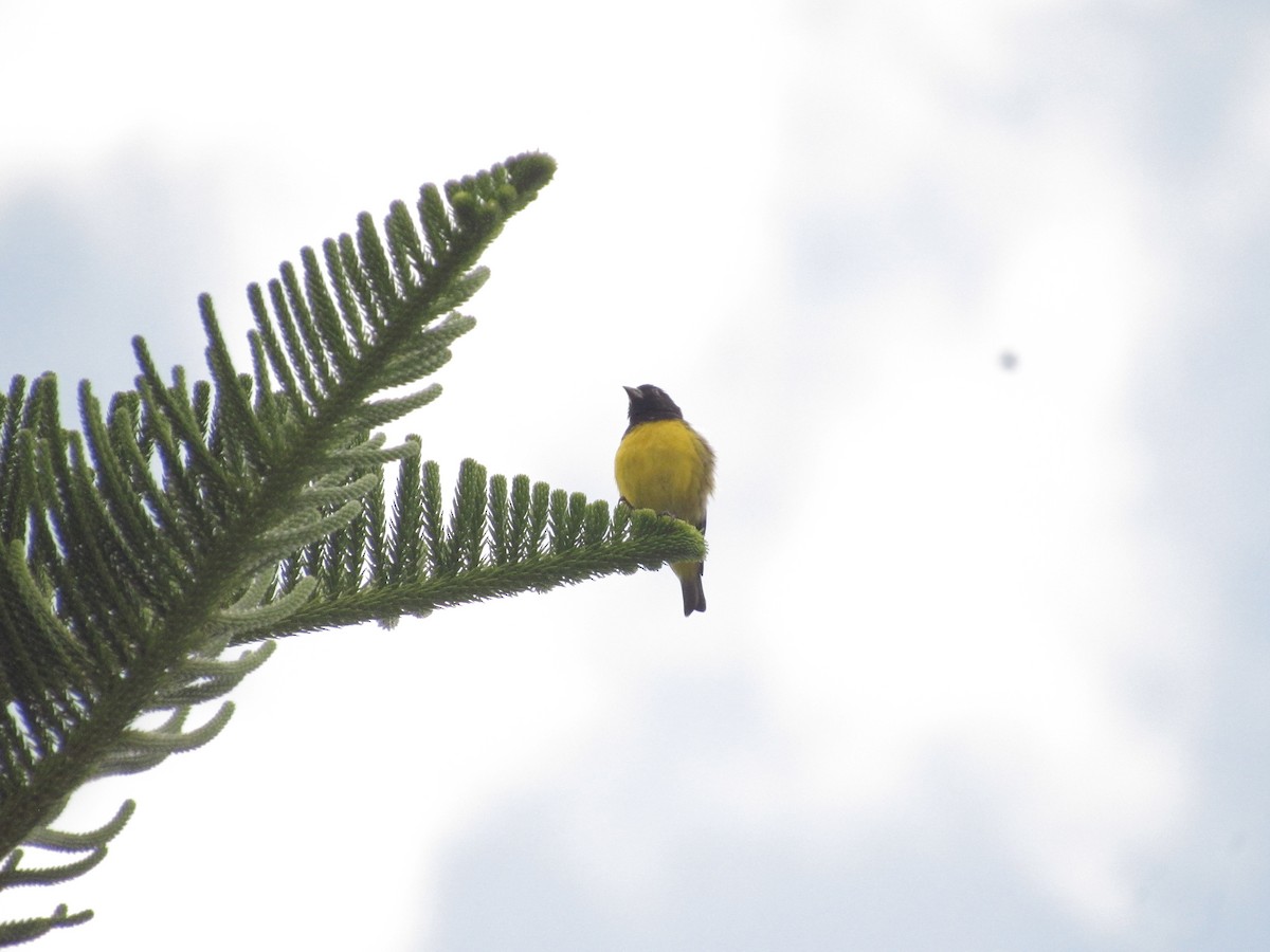 Golden-rumped Euphonia - ML641987905