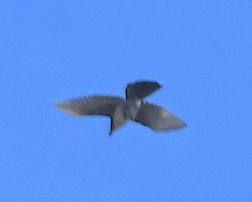 Woodhouse's Scrub-Jay - ML641987906