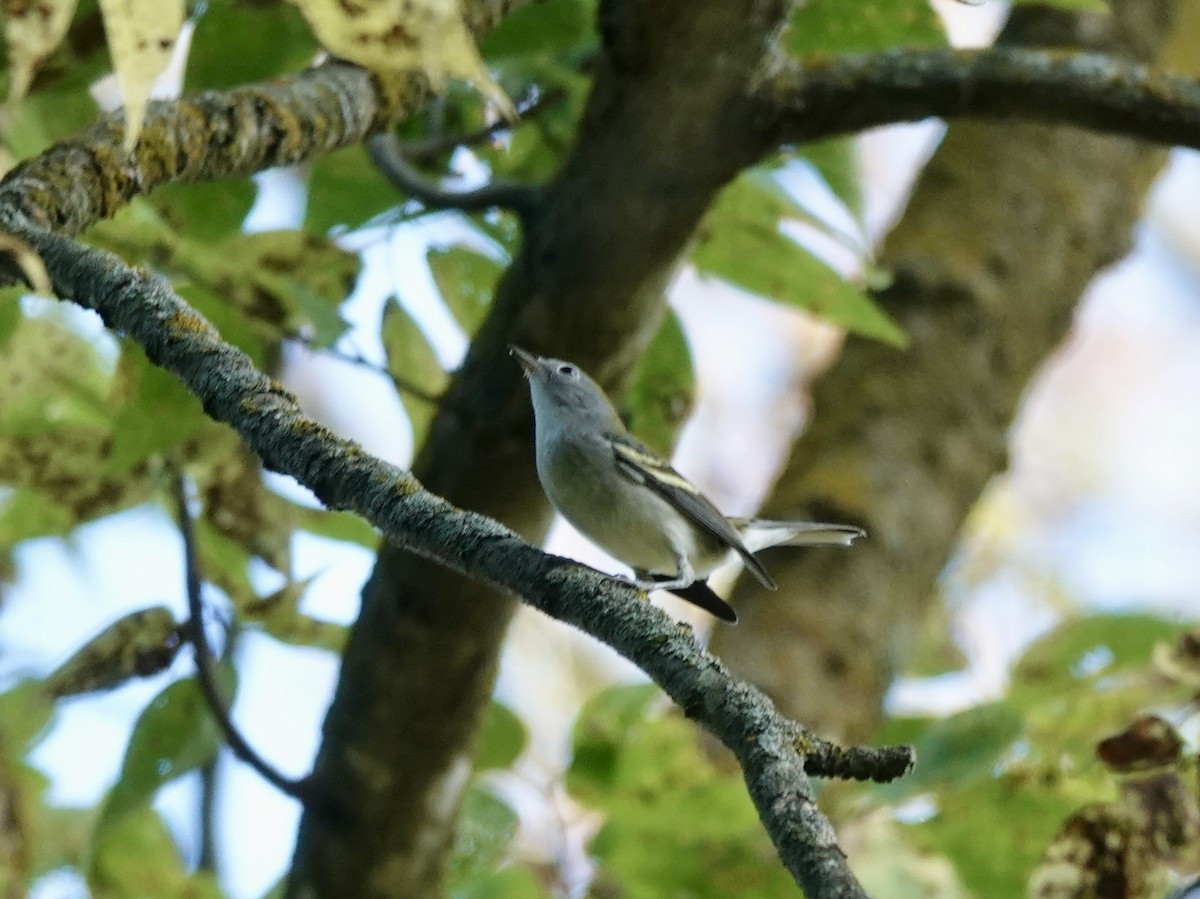 Chestnut-sided Warbler - ML641987908