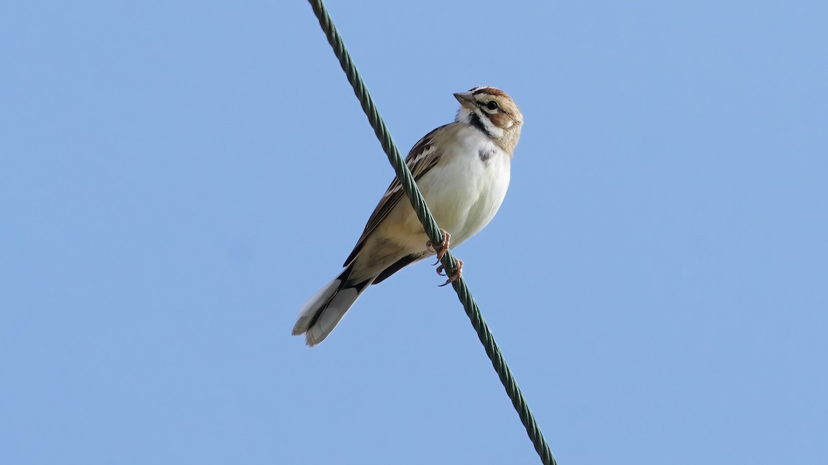 Lark Sparrow - ML641987909