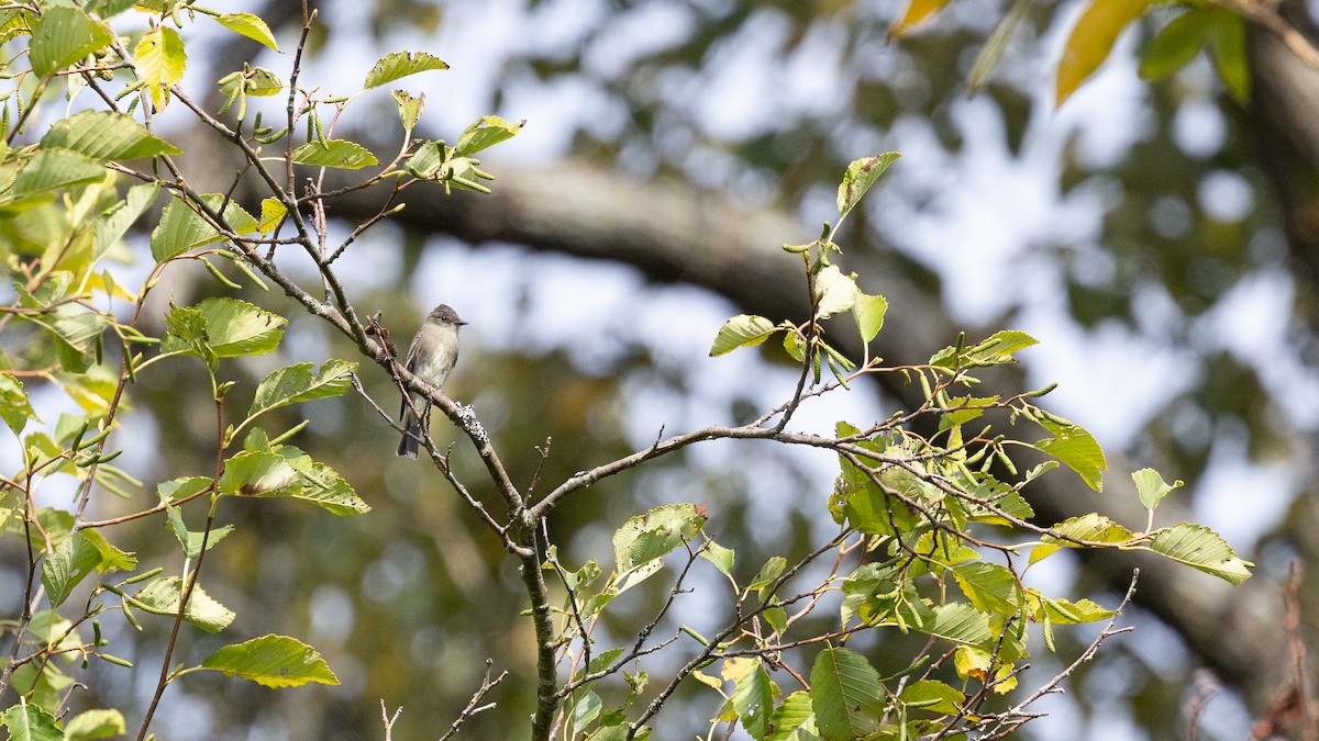 Western Wood-Pewee - ML641987912