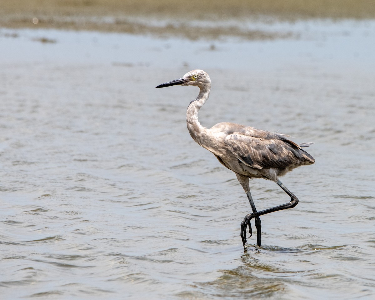 Reddish Egret - ML641987914